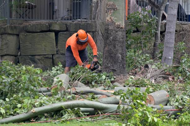 Fairfield Bay, AR Tree Care Services Company